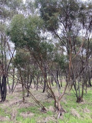 Eucalyptus salubris
