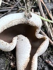 Pezizaceae