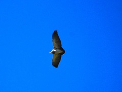 Geranoaetus melanoleucus