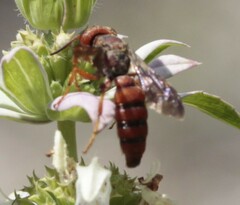 Cerceris bicornuta