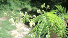 Havardia albicans