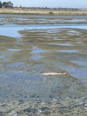 Pseudobatos productus