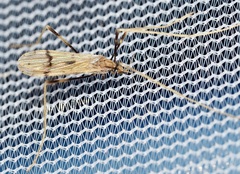 Erioptera graphica