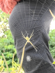 Argiope argentata