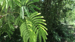 Havardia albicans