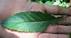 Varronia curassavica