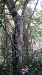 Havardia albicans
