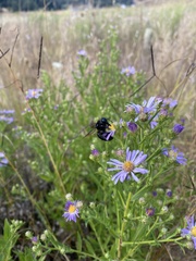 Xylocopa californica