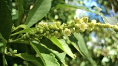 Varronia curassavica