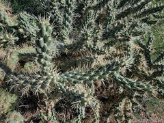 Cylindropuntia fulgida
