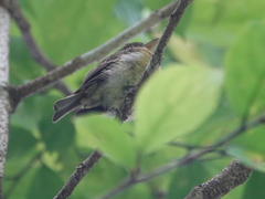 Mitrephanes phaeocercus