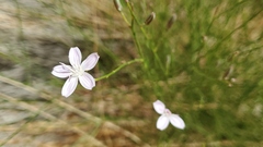 Lygodesmia juncea