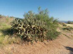 Cylindropuntia fulgida