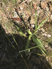 Podolepis hieracioides