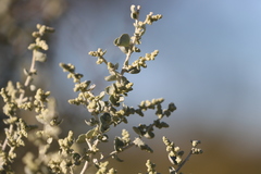 Chenopodium auricomum