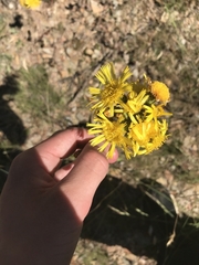 Podolepis hieracioides