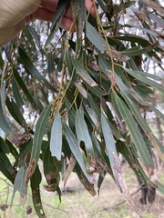Eucalyptus salubris