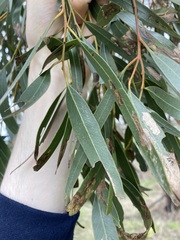 Eucalyptus salubris