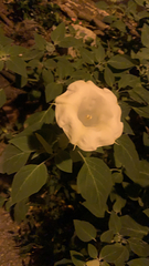 Datura innoxia