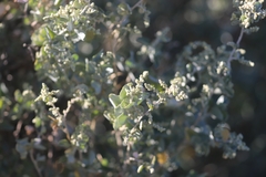 Chenopodium auricomum