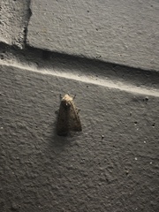 Caradrina clavipalpis