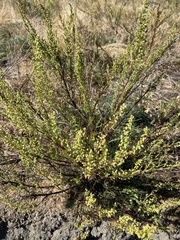 Artemisia campestris