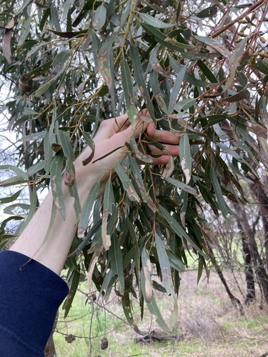 Image of Common Gimlet (Eucalyptus salubris) by (c) Thomas Mesaglio, some rights reserved (CC BY)