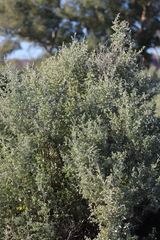 Chenopodium auricomum