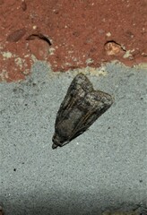 Platynota idaeusalis