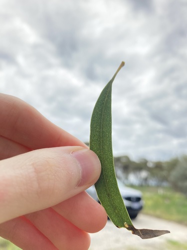 Image of Common Gimlet (Eucalyptus salubris) by (c) Thomas Mesaglio, some rights reserved (CC BY)