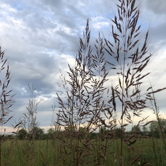 Agrostis gigantea