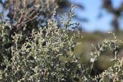 Chenopodium auricomum