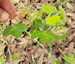 Passiflora lutea