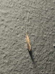 Oecetis