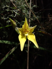 Caladenia flava flava