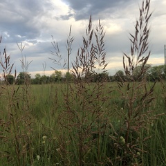 Agrostis gigantea