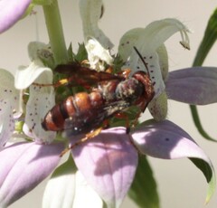 Cerceris bicornuta