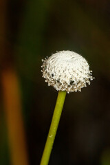 Eriocaulon