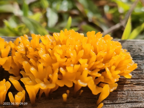 Fan-shaped Jelly Fungus (Dacrymyces spathularia)