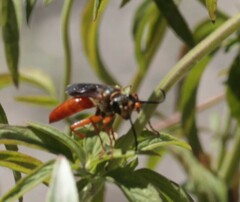 Sphex jamaicensis