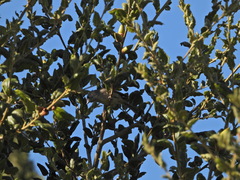 Baeolophus inornatus