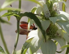 Sphex jamaicensis