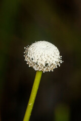 Eriocaulon