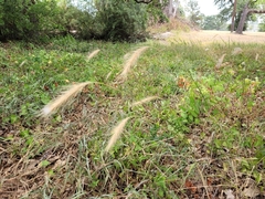 Elymus canadensis