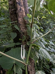 Piper umbellatum