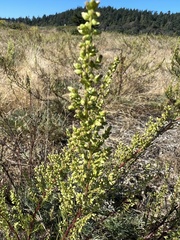 Artemisia campestris