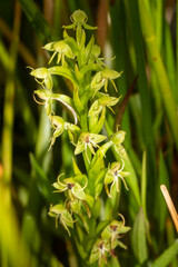 Habenaria repens