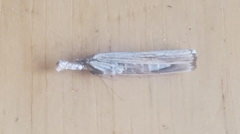 Agriphila vulgivagellus
