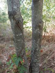 Gleditsia triacanthos inermis