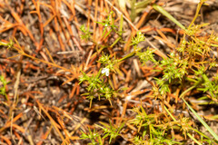 Polypremum procumbens